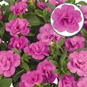 Bild von Calibrachoa double P12 Pink Mania